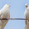 Weiße Tauben gelten als Symbol der Liebe. Gerne werden die Vögel bei Hochzeiten in den Himmel geschickt. Doch wenn ihr Flug nach Hause zum Besitzer unterbrochen wird – und dafür gibt es viele Gründe – leben die Tiere gefährlich. Auf ein Leben in der freien Natur sind sie nicht vorbereitet. 