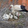 Das Nest bleibt inzwischen ständig das Quartier der Störche: Auf dem Brot- und Tanzhaus verbringen die Vögel aktuell auch den Winter, sie kommen mit der Kälte gut zurecht.  