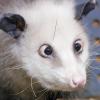 Opossum Heidi schielt jetzt im Leipziger Zoo. dpa