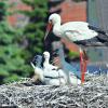 In Burgheim wacht die Storchenmutter über drei Junge im Nest auf der Pfarrkirche. 