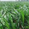 In einem Feld bei Roßhaupten ist der Mais umgeknickt. 