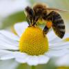 Greenpeace ist sich sicher: Schuld am Bienensterben sind auch Pestizide. Zumindest drei Pestizide stehen nun vor dem Aus.