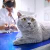 Katzen in Gefahr? In Polen erkranken ungewöhnlich viele Katzen an einer tödlichen Viruskrankheit.