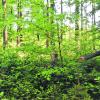 Eine vielfältige Naturverjüngung ist das Ergebnis einer waldbaulich orientierten Jagd und dem Spiel von Licht und Schatten im Altholzschirm. Wie das im Staatswald Hochfirst zwischen Frechenrieden und Stetten umgesetzt wird, zeigen Forstamtsleiter Rainer Nützel (links) und Forstbetriebsleiter Dr. Hermann S. Walter. 	
