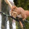 Eichhörnchen halten keinen Winterschlag, sondern nur Winterruhe. 