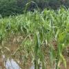 So wie hier in Thierhaupten standen die Felder am Wochenende unter Wasser. Jetzt fürchten die Landwirte die Hitze. 