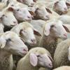 Zahlreichen Schafen wurde es am Donnerstag so warm unter der Wolle, dass sie aus der mit einem Elektrozaun gesicherten Weide ausbrachen.