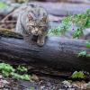 Eine Wildkatze läuft im Wildparadies Tripsdrill über einen Stamm.