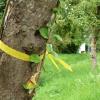 Ist ein Baum mit einem „Gelben Band“ markiert, darf das Obst kostenlos geerntet werden. (Symbolbild)