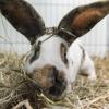 Kaninchen sind im Dietenheimer Stadtteil Regglisweiler aus einem Stall gestohlen worden.