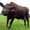 Im schleswig-holsteinischen Landkreis Rendsburg-Eckernfoerde ist im Jahr 2000 der erste Verdachtsfall der Rinderseuche BSE bei einem in Deutschland geborenen Rind aufgetaucht.