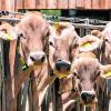 Über die Anzahl von Rindern auf Bauernhöfen wurde diskutiert. 	