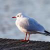 Der Ruf der Lachmöwe (Chroicocephalus ridibundus) klingt wie Gelächter – der Vogel ist auch am Ammersee beheimatet.