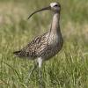 Auf etwa 20 Brutpaare wird der Bestand des Brachvogels im Donaumoos geschätzt.