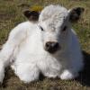 Ein junger Galloway-Stier floh am Montag bei der Anlieferung zum Schlachthof. Die Polizei erschoss das Tier.