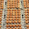 In Millionen von Eiern wurde eine zu hohe Dosis von Fipronil festgestellt.