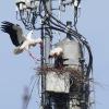 Das eine Storchen-Paar baute sein Nest hoch oben auf dem Sendemast mitten im Ort