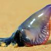 Auf den ersten Blick sieht es aus wie ein Wasserspielzeug. Doch dieses bunte Ding ist eine Qualle. Die Portugiesische Galeere schwimmt derzeit vor Urlaubsinseln im Mittelmeer.