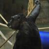 Die Schimpansen im Augsburger Zoo sollen es nach einem Umbau ihrer Anlage besser haben.