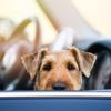 Für manchen Hund ist die Autofahrt eine Qual. Denn viele der Vierbeiner leiden – ähnlich wie kleine Kinder – unter Reiseübelkeit.  	