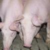 11 900 Schweine dürfen nicht mehr an die Fleischtheke gelangen. 