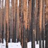 Durch einen Brand geschädigte Kiefern stehen im Landeswald Seddin.