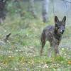 Ein für den Dreh als "Wolf" hergerichteter Schäferhund läuft während eines Pressetermines für den neuen Polizeiruf über das Filmset.