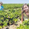 Marie und Lorenz Nieberle aus Leeder helfen ihrer Mutter Birgit fleißig bei der Ernte der Erdbeeren und dürfen auch mal kosten.  