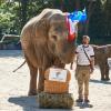 Auweia: Das EM-Orakel, die Elefantendame Yashoda, zog die französische Flagge.