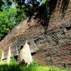 Die Stadtmauer entlang der Thommstraße im Sommer 2018. Die Lebensverhältnisse für Tier und Pflanzen auf diesem 300 Meter langen Mauerabschnitt wurden wissenschaftlich untersucht.  	