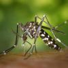 Gefährliches Raubtier: Vor allem die Asiatische Tigermücke (Aedes albopicts) breitet sich derzeit stark aus - bis in den Norden Europas.