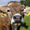 Trauriges Ende: Jäger erschießt entwischte Kuh