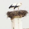 Das Storchenpaar hat wieder sein Nest in Weißenhorn bezogen. 