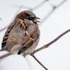 Das ist ein Spatz - viele Kinder wissen das heute jedoch nicht mehr, wie Forscher festgestellt haben. Hier erhalten Sie einen Überblick über die heimischen Wintervögel in Bayern.