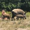 Da war der Badegast ziemlich überrascht: Ein Wildschwein mit seinem Nachwuchs auf einer Badewiese am Teufelssee im Berliner Grunewald.