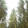 Der Gemeindewald ist wieder Thema in Osterberg.