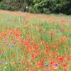 Die Blumenwiese in der Nähe des alten Brunnenhauses in Sulzbach: Auf der Wiese gedeihen nun unter anderem Wiesen-Kümmel, Rote Lichtnelke, Färber-Hundskamille, Wiesen Kerbel oder Wilde Möhre. 	