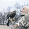 Falkner Leo Mandlsperger mit Hugo, dem amerikanischen Wüstenbussard, der im vergangenen Jahr die Krähen aus dem Meitinger Schlosspark vertreiben sollte. Weil die Aktion erfolgreich war, soll sie jetzt wiederholt und auf Gersthofen ausgedehnt werden.  