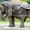 Targa im Augsburger Zoo hat sich nach längerem Zögern doch noch getraut, ins neue Elefantenhaus umzuziehen.