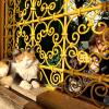 Beliebtes Fotomotiv in Marrakesch sind die vielen Katzen, die umherstreunen, aber überall wohlgelitten sind.
