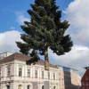 Die Baumspende kommt dieses Jahr aus der Marienburger Straße 13 in Haunstetten