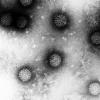 Humane Papillomviren (HPV) unter dem Mikroskop: Über die richtige Vorsorge sind sich Ärzte und Krankenkassen noch uneins.