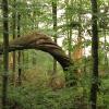 Auch im Gemeindewald Unterroth hat das Sturmtief Ronson im Juli 2023 gewütet und gesunde Bäume wie von unsichtbarer Hand einfach gedreht.