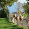 Viehtrieb, Kuh Kühe, Kuhfladen, verschmutzte Straße, hier bei Marktoberdorf