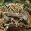 Amphibien wandern jetzt wieder zu ihren Laichgewässern. Im Bild Grasfrösche. Der BN bittet um Hilfe und Aufmerksamkeit.  	