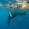 Ein Mantarochen schwimmt vor Indonesien unter Plastikmüll hindurch.