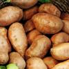 Wer eigene Süßkartoffeln anbauen will, kann sich im Juni noch eine Jungpflanze kaufen.