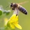 Bienen mögen Raps. Das Problem ist, dass auf den leuchtend gelben Feldern Pestizide eingesetzt werden, die den Insekten gefährlich werden können. 