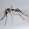 Das Dengue-Fieber wird vor allem durch den Stich der Mücke Stegomyia aegypti übertragen.