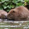 Wildtiere fühlen sich auch mitten in der Großstadt wohl. In Augsburg leben an die 100 Biber. 